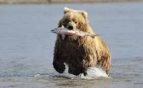 Yukon Tours